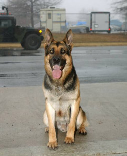 German Shepard MWD from Military Working Dog Adoptions
